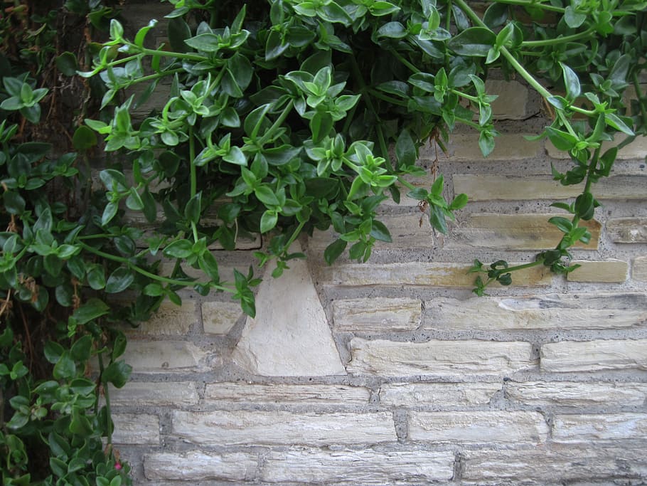 Brick, Wall, Brick Wall, Background, brick wall background HD wallpaper