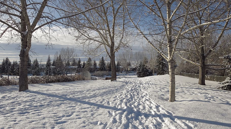 winter, snow, frost, tree, cold, footpath, outdoors, cold temperature HD wallpaper