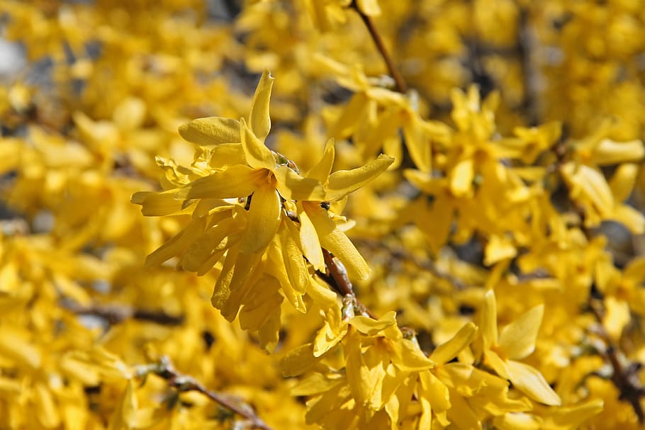 forsythia, ornamental shrub, bloom, yellow, flowers, spring, HD wallpaper