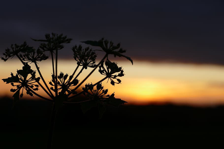 silhouette, tree, sunset, light, dawn, nature, backlit, sky HD wallpaper