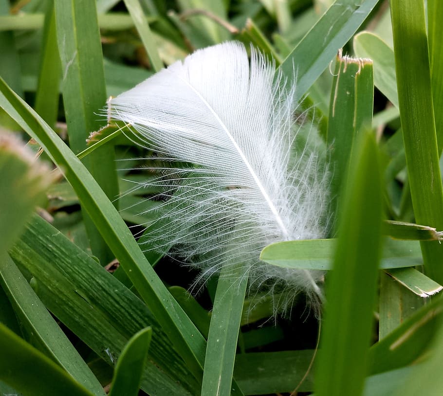 feather, grass, green, nature, summer, outdoor, bird, white HD wallpaper