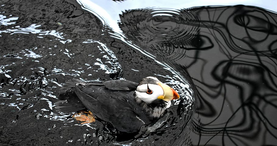 wood duck on body of water, black and white bird floating on water HD wallpaper