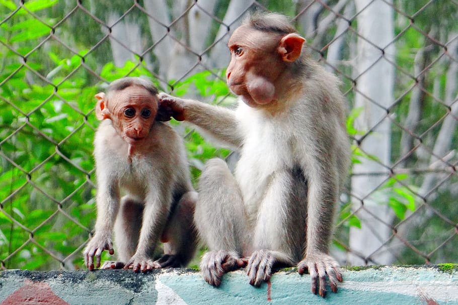 monkey, chitradurga, visit, close-up, mammals, animal world HD wallpaper