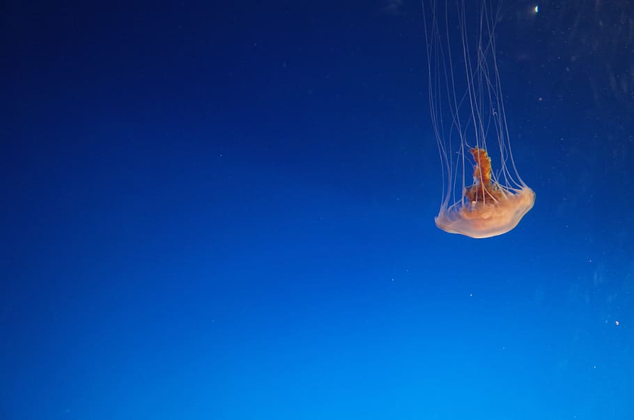 orange jellyfish, underwater, blue, sea, nature, animal, swimming Animal HD wallpaper