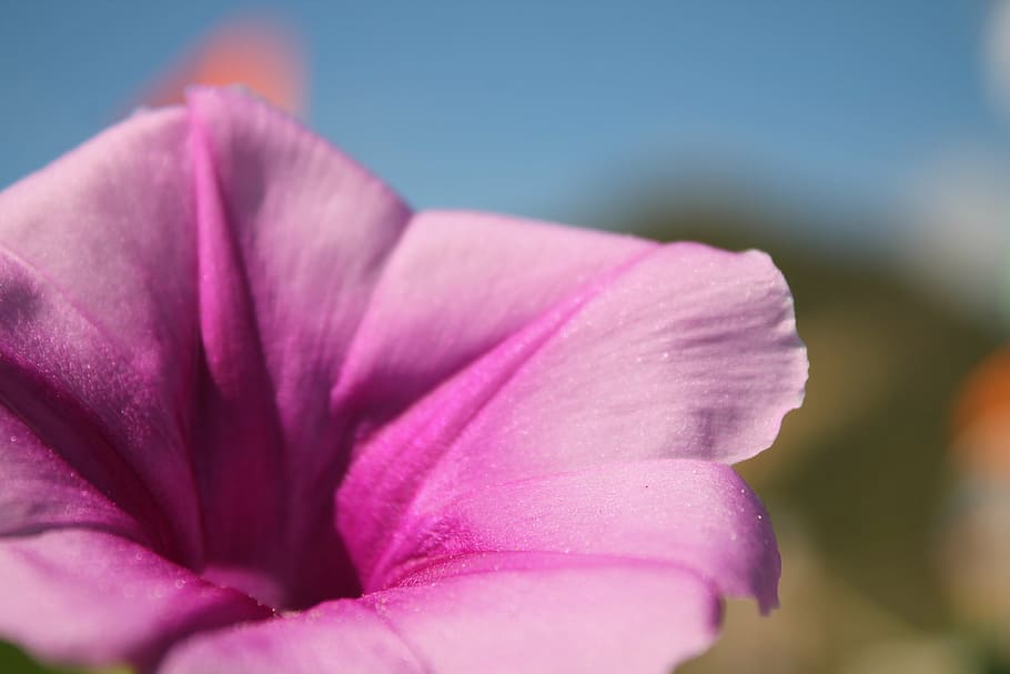 flower, nature, spring, flowers, flora, plant, close-up, petal HD wallpaper