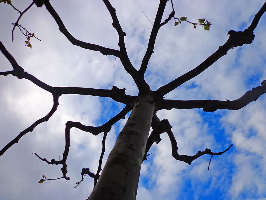 tree, umbrella, sky, low angle view, branch, plant, cloud - sky HD wallpaper