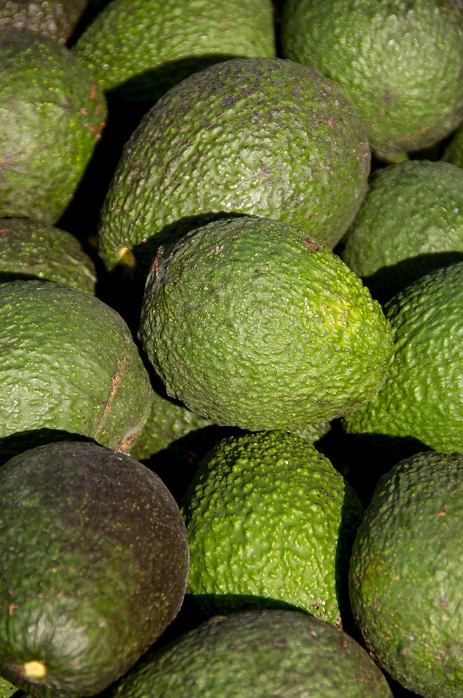 hass avocado, avocados, fruit, food, harvest, green, many, healthy, HD wallpaper