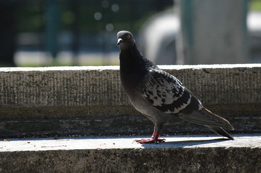 Pigeon, Gray, Bird, one animal, animal themes, animal wildlife HD wallpaper