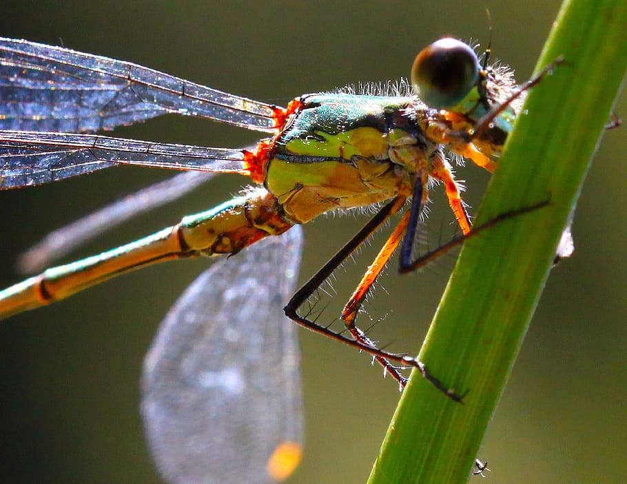 Dragonfly, Insect, Nature, one animal, animal wildlife, animal themes HD wallpaper