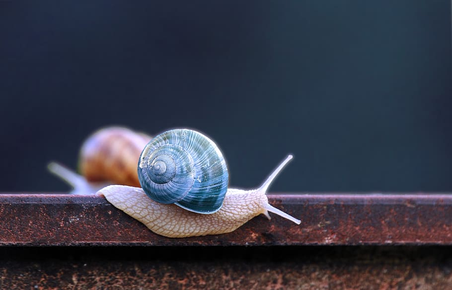 snail, blue, snail shell, progress, inch, slide, animal wildlife HD wallpaper