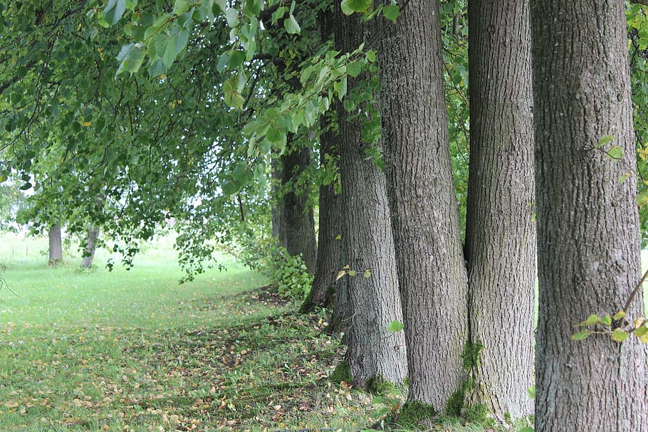 trees, leaves, natural, plant, trunk, tree trunk, land, growth HD wallpaper