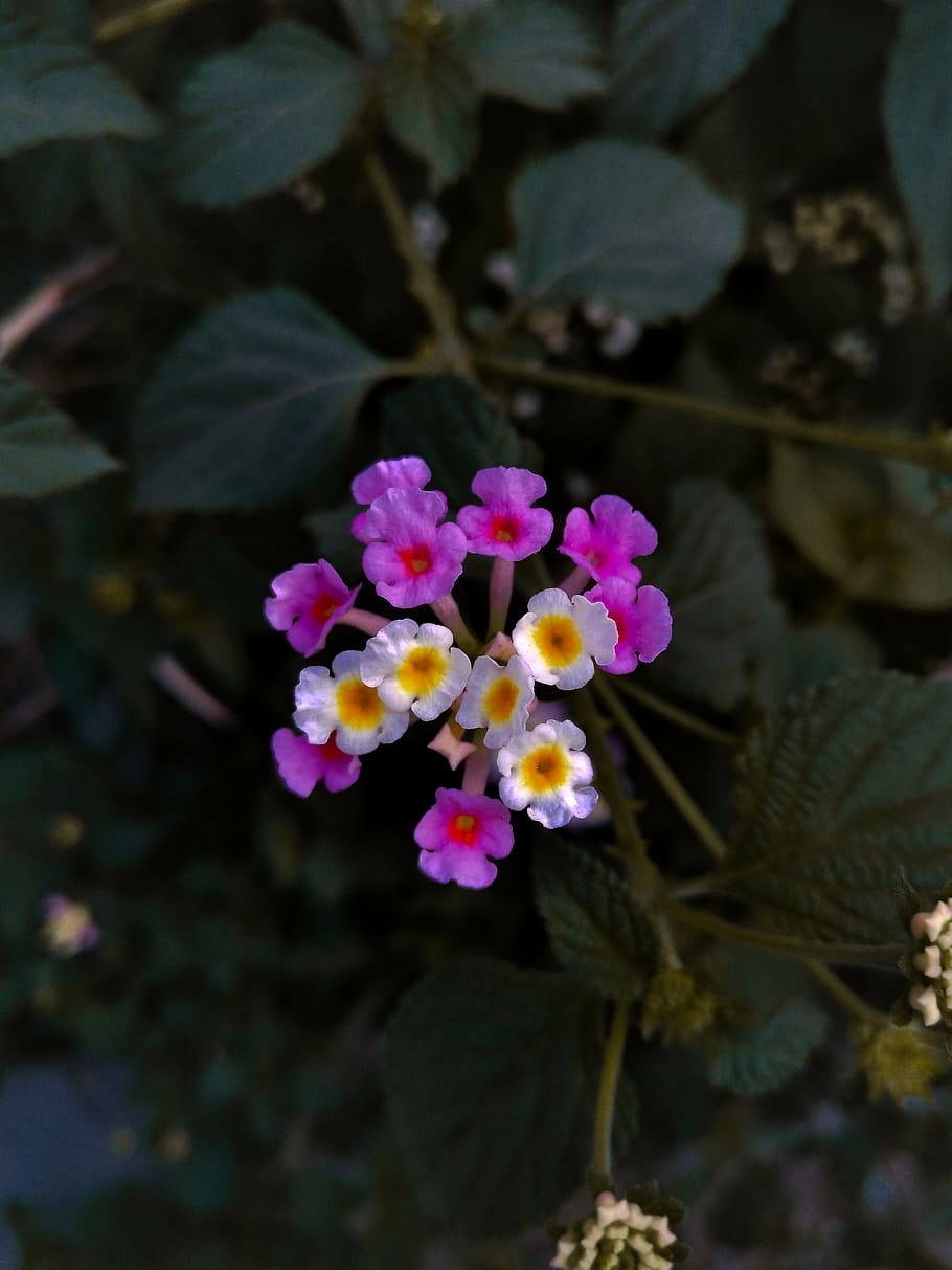 flowers, flora, wildflower, greenery, moody, nature, spring HD wallpaper