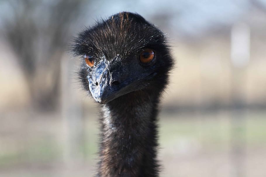 ostrich, bird, head, animal, nature, wildlife, long, tall, funny HD wallpaper