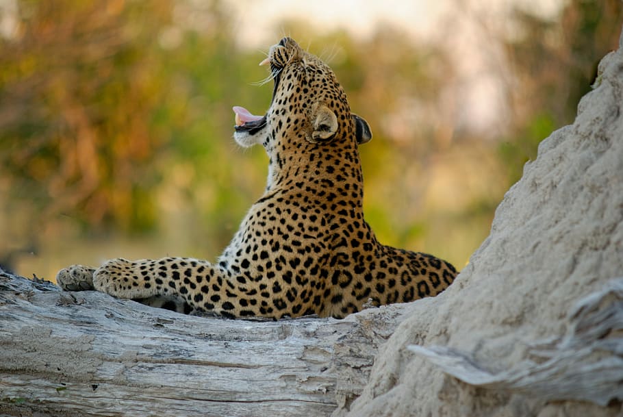 wildlife photography of jaguar, leopard yawning, spots, animal HD wallpaper