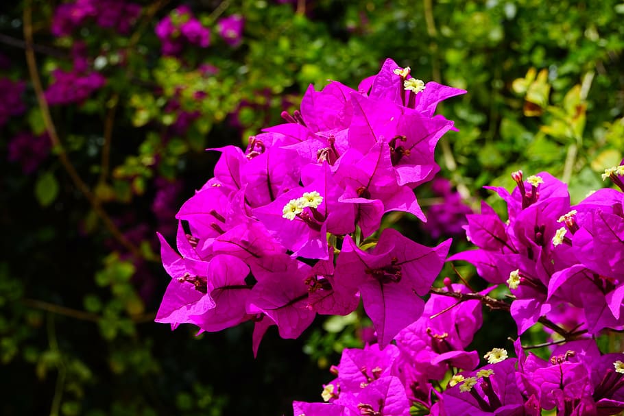 bougainvillea, flowers, pink, bush, triple flower, four o'clock plant, HD wallpaper