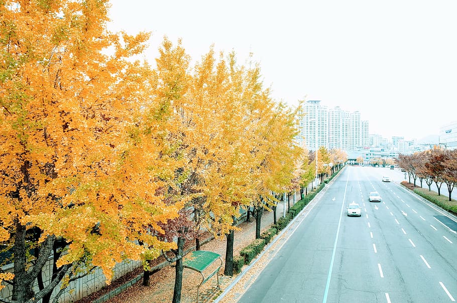 silver car on road near yellow leaf tree, autumn, ginkgo, transportation, HD wallpaper