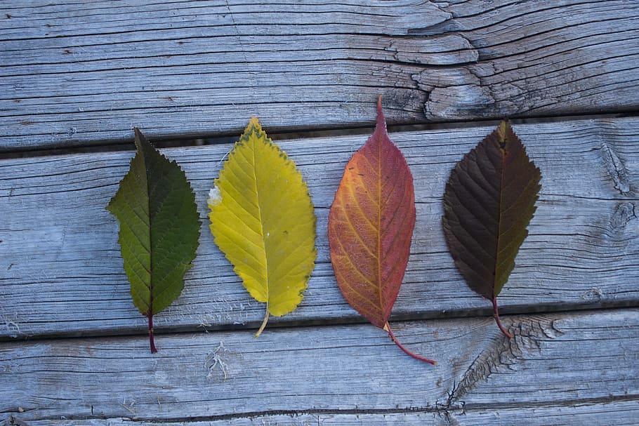 Four Leaves on Wooden Board, brown, close-up, colors, environment HD wallpaper