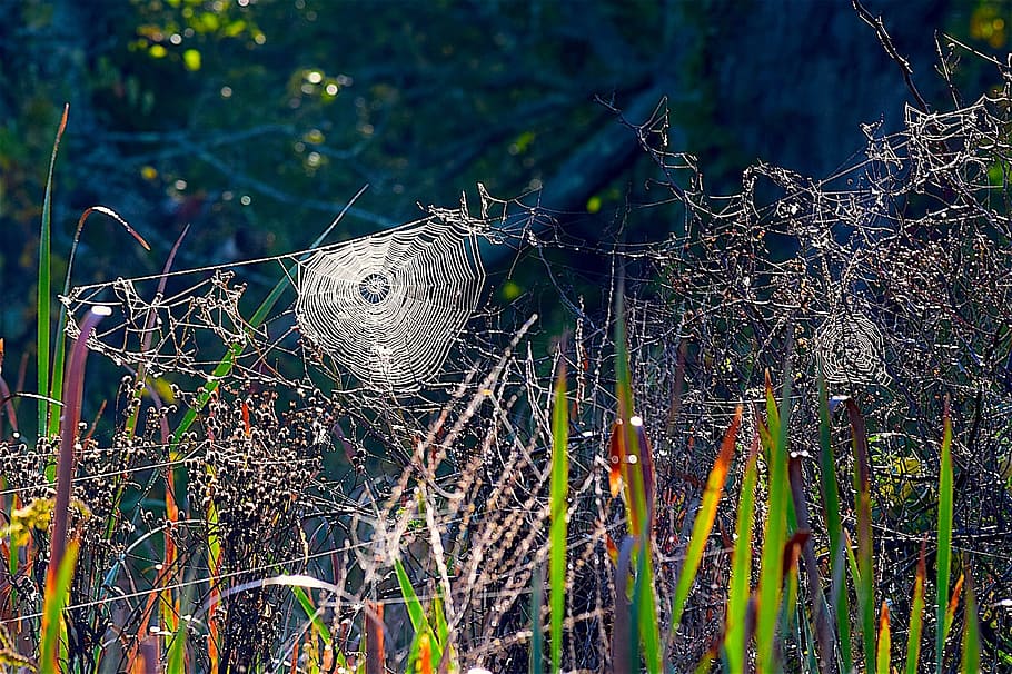 spiderweb, grass, nature, insect, dew, natural, green, morning HD wallpaper
