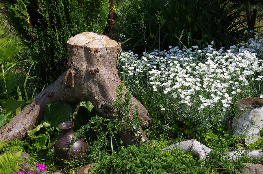 nature, trunk, jug, plant, growth, no people, day, green color HD wallpaper