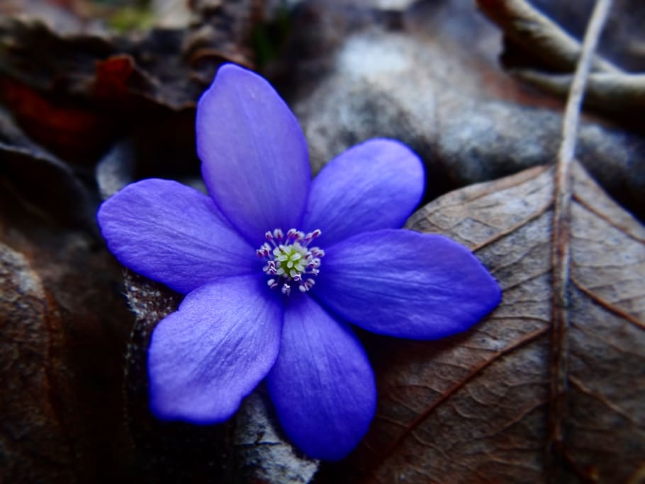 summer, spring, passion, art, creativity, mind, photographer HD wallpaper