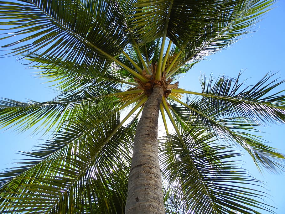 tree, nature, summer, tropical climate, palm tree, plant, low angle view HD wallpaper