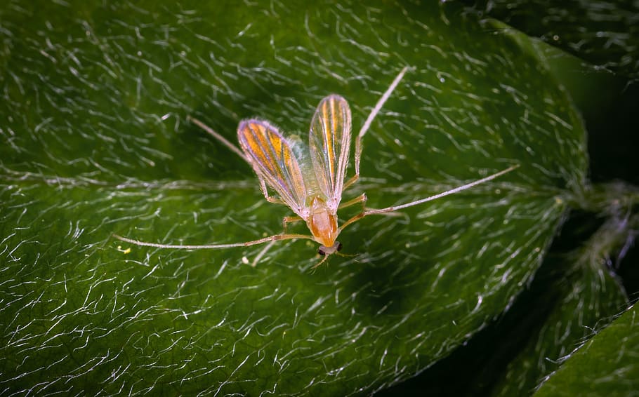 insect, macro, leaf, plant part, one animal, close-up, animal themes HD wallpaper