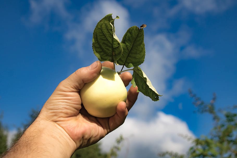 apple, sky, fruit, clouds, hand, summer, white filling, human hand HD wallpaper