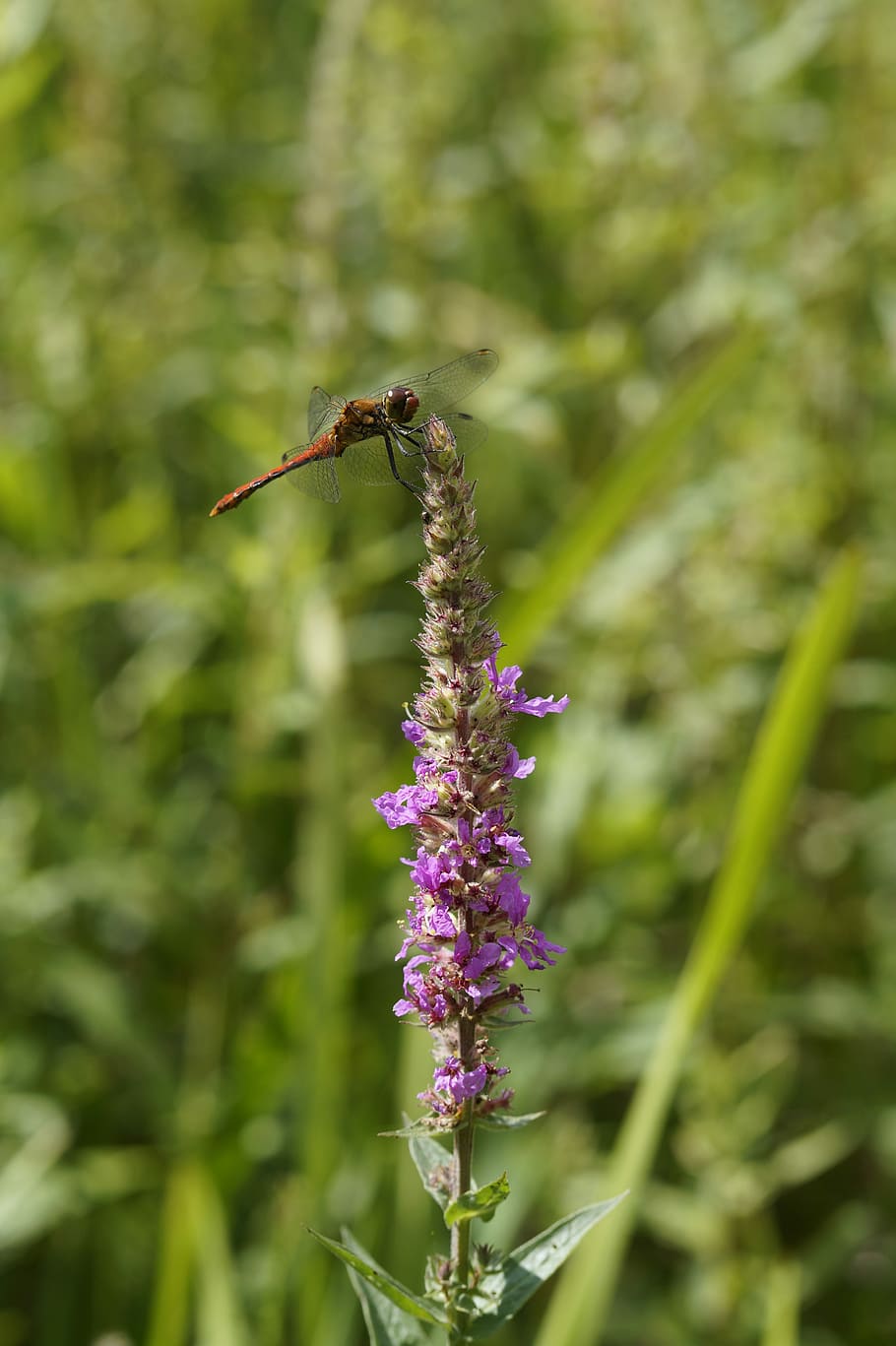 Dragonfly, red dragonfly, flight insect, wetlands, flora, fauna