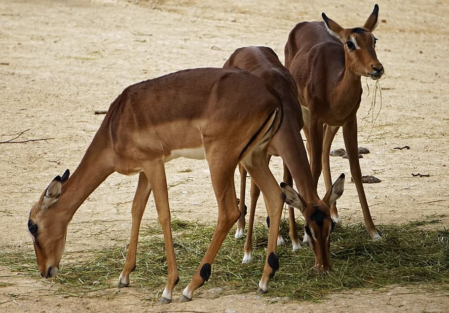 impala, zoo, pack, animal themes, mammal, group of animals HD wallpaper