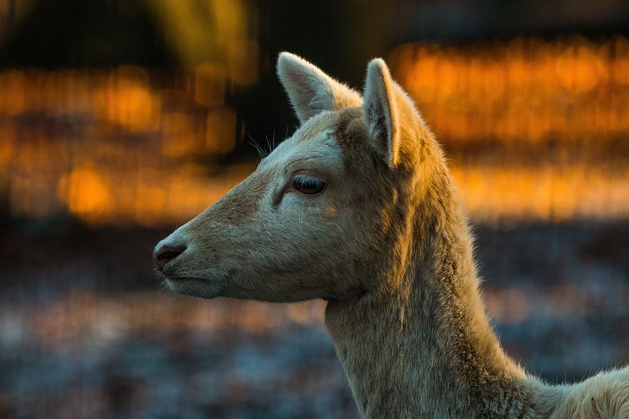 close up photo of short coated Dear, roe deer, hirsch, red deer HD wallpaper