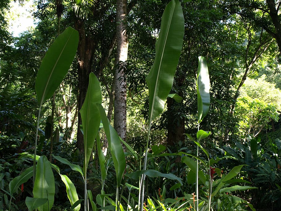 HD wallpaper: tropical, jungle, foliage, natural, leaf, rainforest ...