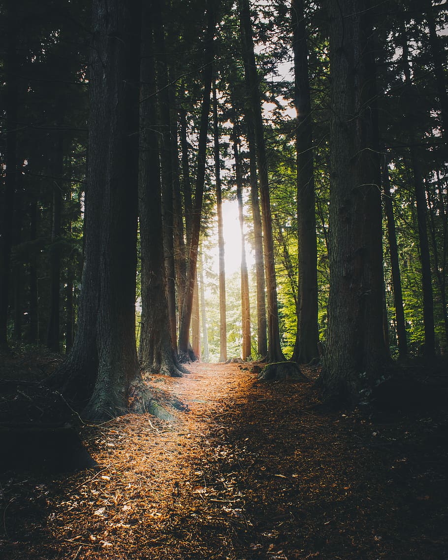 forest with sunlight, forest floor, forest light, lihht, moody HD wallpaper