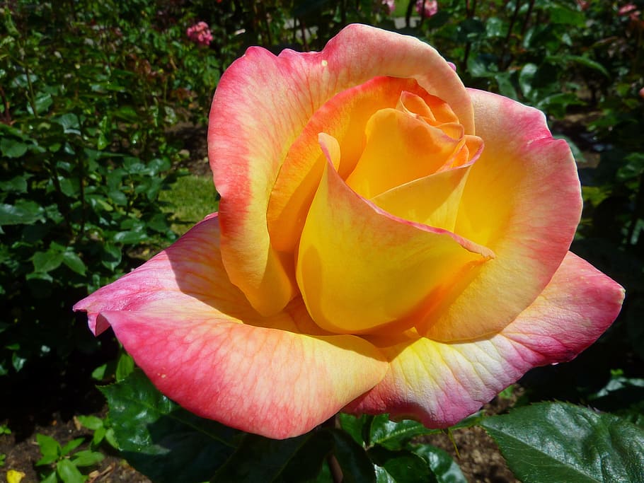 selective focus pink and yellow petaled flowers, rose, roses HD wallpaper