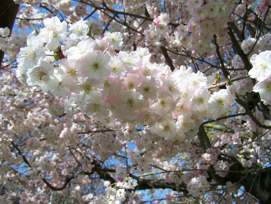 blossoming bough, spring, pink, flowering plant, fragility HD wallpaper