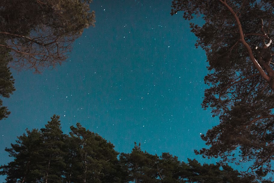 low angle photography of stars, view of dark sky with stars besides trees HD wallpaper