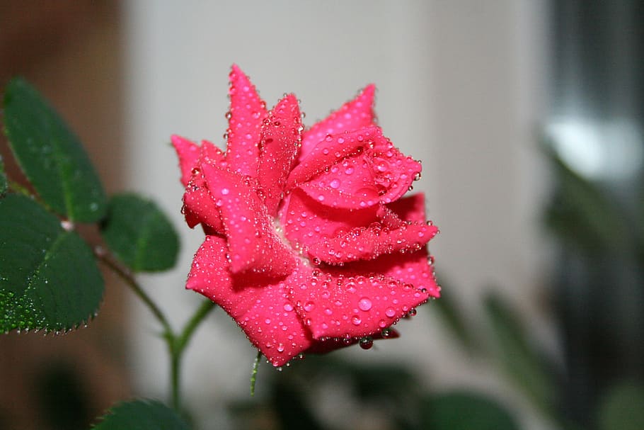 rose, drops, rosa, flower, red rose, one rose, beautiful, beauty in nature HD wallpaper
