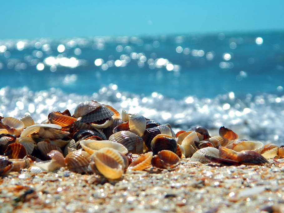 HD colored shells wallpapers  Peakpx