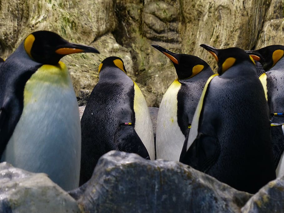king penguins, aptenodytes patagonicus, beaks, look, wait, spheniscidae, HD wallpaper