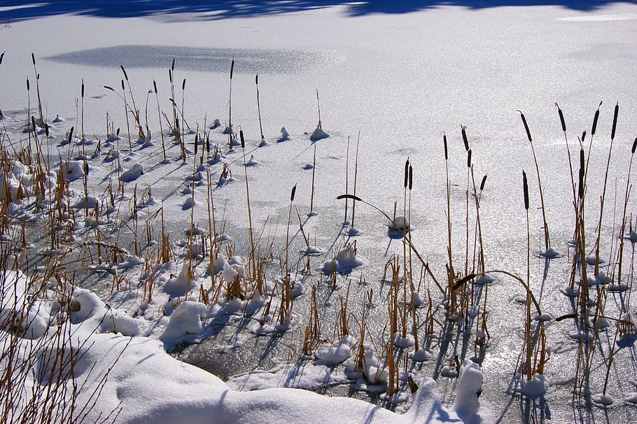 snow, winter, wintry, lake, frozen, reed, sun, cold temperature HD wallpaper