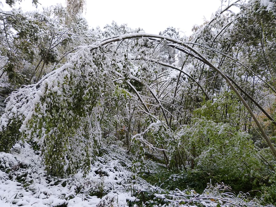 Winter, Forest, Snow, Destruction, winter damage, damage tree HD wallpaper