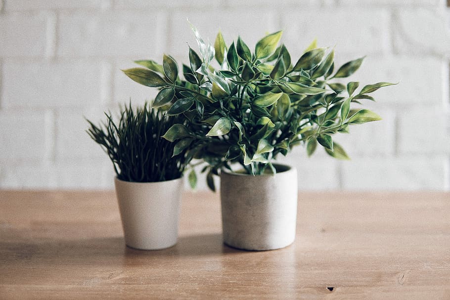 two plants in white pots, green plants on wooden surface, planter HD wallpaper