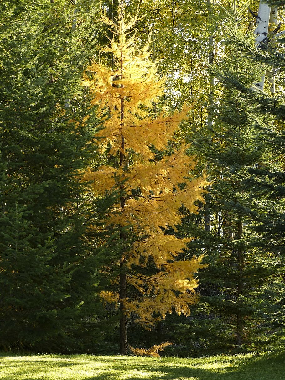 trees, forest, firs, green, yellow, autumn, fall, golden autumn HD wallpaper