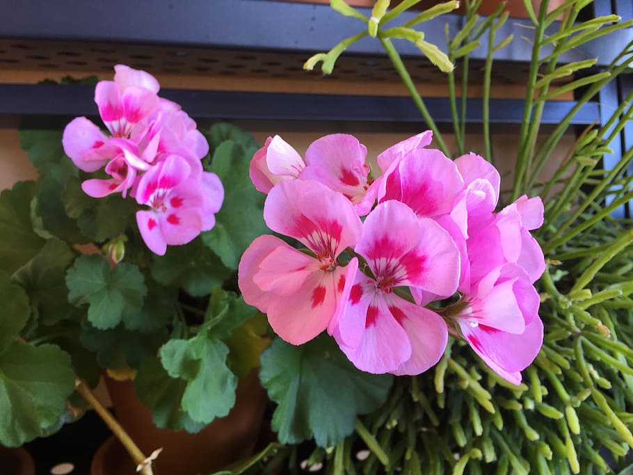 geraniums, flowers, garden, plants, flowering plant, freshness HD wallpaper