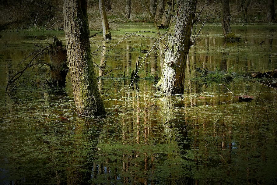 nature, the wave is reflected, tree, water, reflection, plant HD wallpaper
