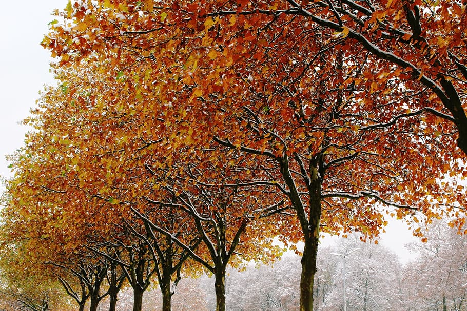 photography of orange a lined tree, trees, autumn, winter, snow