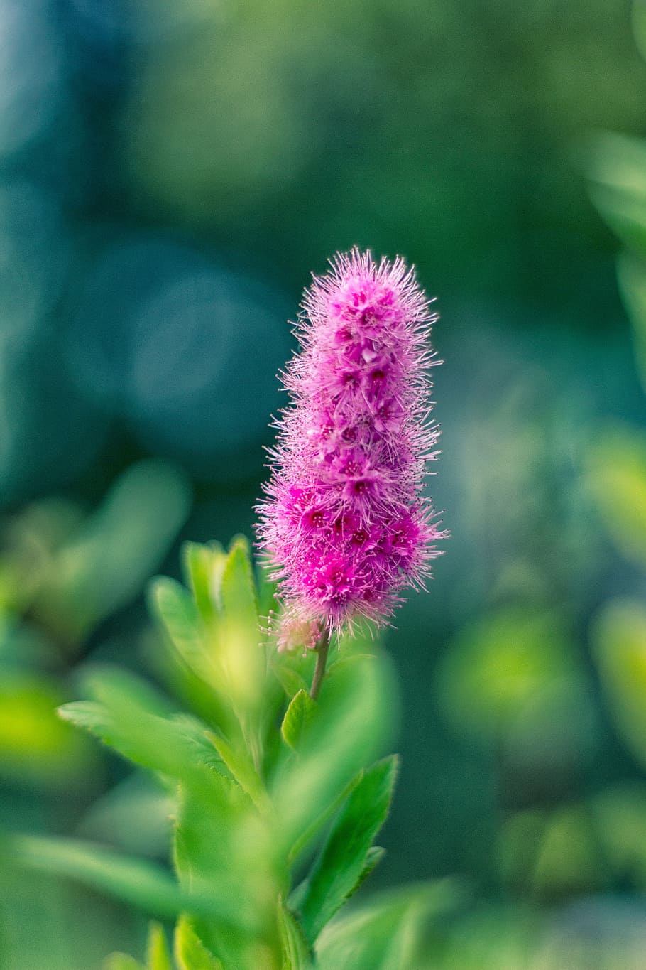 flower, nature, flowers, spring, bright, greens, plant, growth HD wallpaper