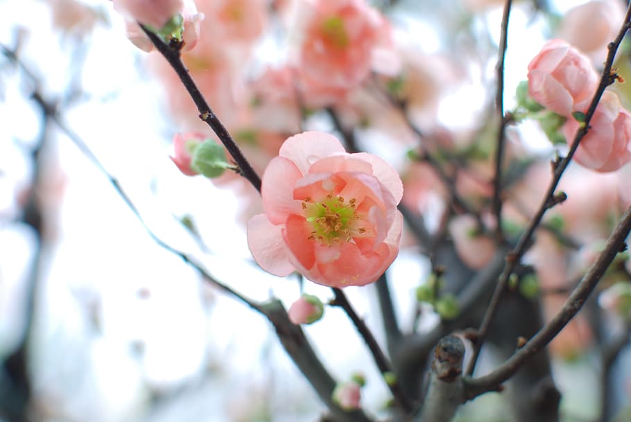 sakura, flowers, cherry blossom, flowering plant, fragility HD wallpaper