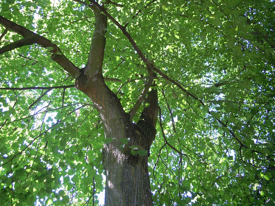 nature, tree, foliage, plant, low angle view, tree trunk, green color HD wallpaper
