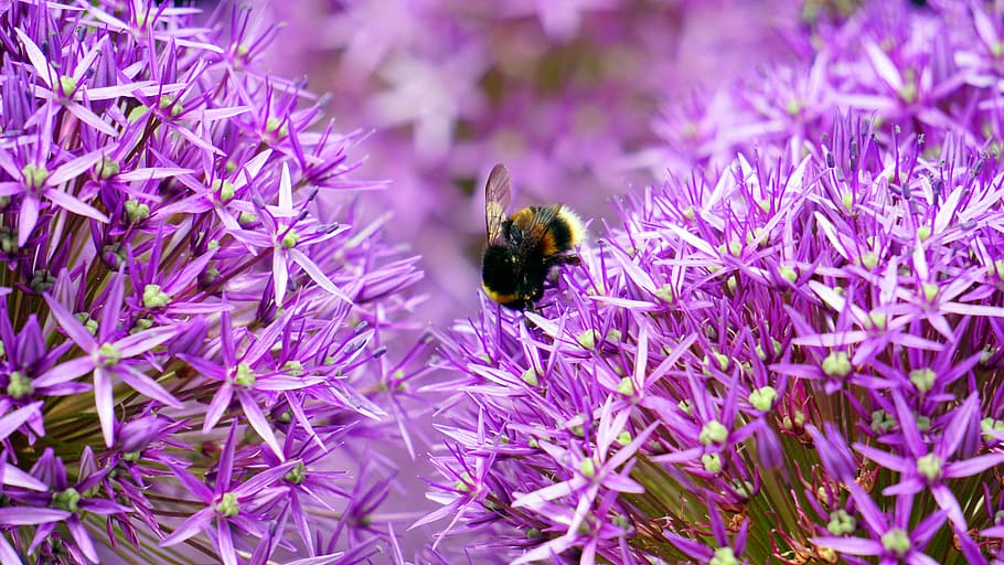 Black and Yellow Bee on Purple and White Flower during Day Time HD wallpaper