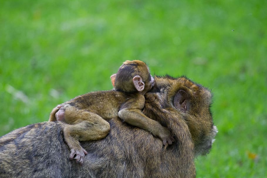 mother and baby barbary macaque, animal themes, mammal, group of animals, HD wallpaper